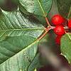 Ilex opaca, fruit
