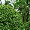 Ilex opaca