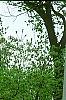 Ilex opaca