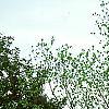 Ilex opaca