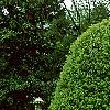 Ilex opaca