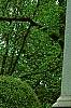 Ilex opaca