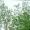 Ilex opaca
