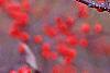 Ilex verticillata 'Bonfire', fruit