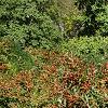 Ilex verticillata 'Firestorm', habit