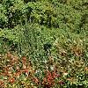 Ilex verticillata 'Firestorm', habit