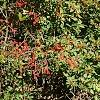 Ilex verticillata 'Firestorm', habit