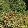 Ilex verticillata 'Firestorm', habit