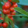 Ilex vertcillata 'Shortcake', fruit