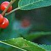 Ilex vertcillata 'Shortcake', fruit
