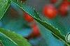 Ilex vertcillata 'Shortcake', fruit