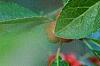 Ilex vertcillata 'Shortcake', fruit