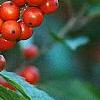 Ilex vertcillata 'Shortcake', fruit