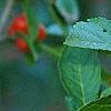 Ilex vertcillata 'Shortcake', fruit