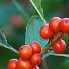 Ilex vertcillata 'Shortcake', fruit