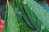 Ilex vertcillata 'Shortcake', fruit