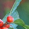 Ilex vertcillata 'Shortcake', fruit