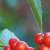 Ilex vertcillata 'Shortcake', fruit