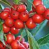 Ilex vertcillata 'Shortcake', fruit