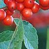 Ilex vertcillata 'Shortcake', fruit