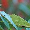 Ilex vertcillata 'Shortcake', fruit