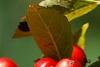 Ilex vertcillata 'Shortcake', fruit