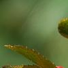 Ilex vertcillata 'Shortcake', fruit