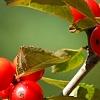Ilex vertcillata 'Shortcake', fruit