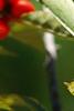 Ilex vertcillata 'Shortcake', fruit