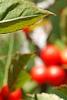 Ilex vertcillata 'Shortcake', fruit