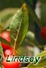 Ilex vertcillata 'Shortcake', fruit