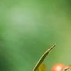 Ilex vertcillata 'Shortcake', fruit