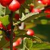 Ilex vertcillata 'Shortcake', fruit