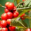 Ilex vertcillata 'Shortcake', fruit