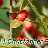 Ilex vertcillata 'Shortcake', fruit