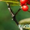 Ilex vertcillata 'Shortcake', fruit