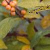 Ilex verticillata 'Winter Gold'