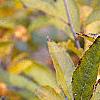 Ilex verticillata 'Winter Gold'