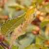 Ilex verticillata 'Winter Gold'