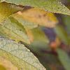 Ilex verticillata 'Winter Gold'
