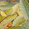 Ilex verticillata 'Winter Gold'