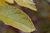 Ilex verticillata 'Winter Gold'
