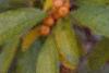 Ilex verticillata 'Winter Gold'