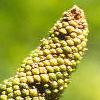 Acorus calamus, flowers