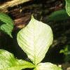 Arisaema triphyllum, habit