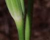 Arisaema triphyllum, flowers