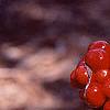 Arisaema triphyllum, fruit