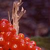 Arisaema triphyllum, fruit
