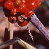 Arisaema triphyllum, fruit