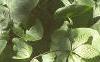 Asarum canadense, habit